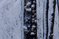 DSCF1352