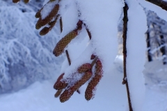 Leszczyna pospolita  (Corylus L.).