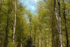 DSCF3412