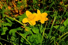 DSCF3439