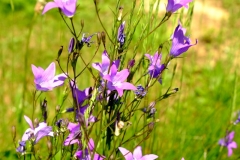 DSCF6746