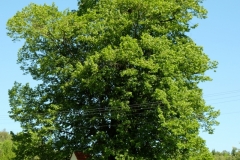 DSCF6792