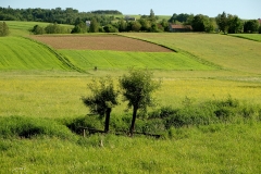 DSCF6987