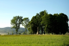 DSCF7051