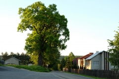 DSCF7101