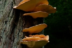 DSCF7130