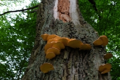 DSCF7131