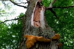 DSCF7132
