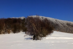 Staviska.