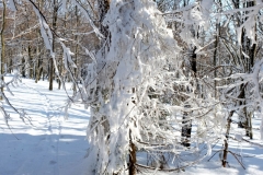 DSCF0571-001