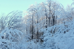 DSCF0594