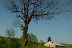 Ożenna