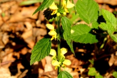 DSCF5577