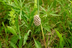 DSCF5727