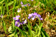 DSCF5737