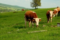 DSCF5761