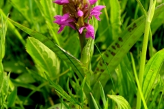 Kukułka, stoplamek, storczyk (Dactylorhiza Neck. ex Nevski )