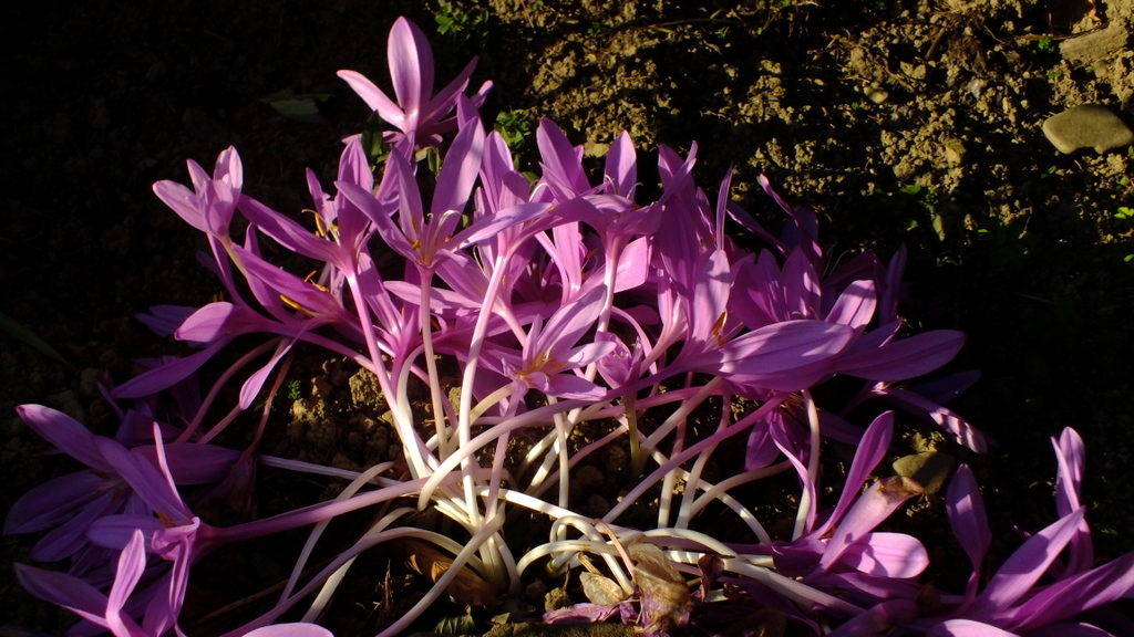 Zimowit jesienny (Colchicum autumnale) - nasadzony przy jednym z przystanków "Drogi Krzyżowej na Grzywacką Górę.