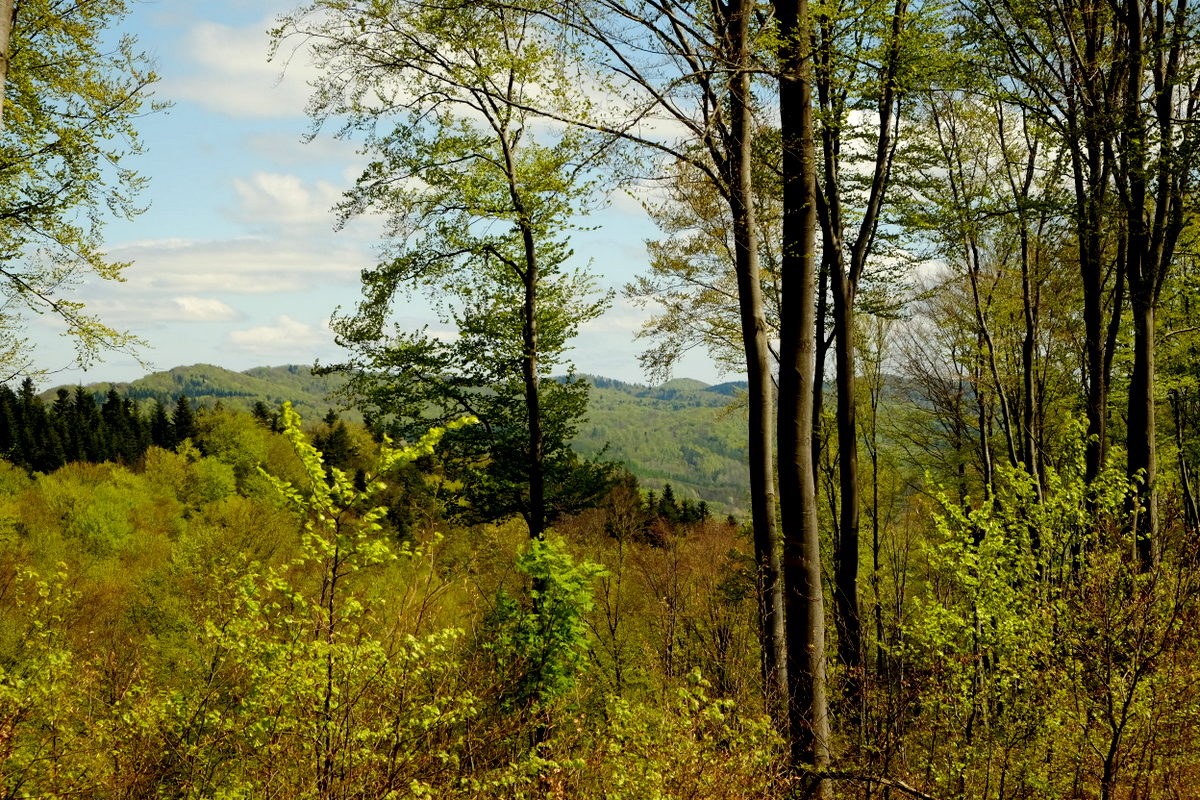 Widok na Pasmo Jazowej i Czarnówki (Pogórze Dynowskie).