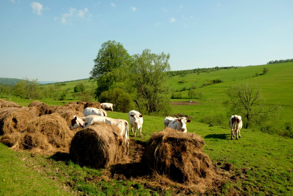 Krowy pasące się nad potokiem Ryjak.