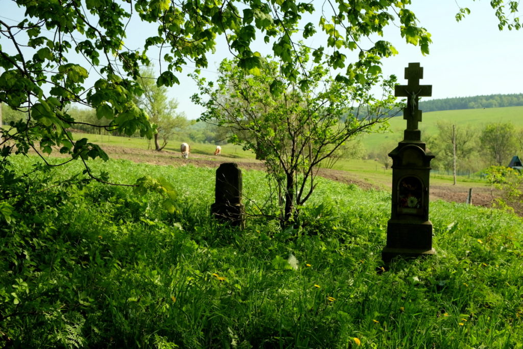 Zniszczony cmentarz łemkowski w Ożennej, w tle pasące się krowy.