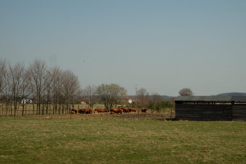 bawoły szkockie z Pagorzyny.