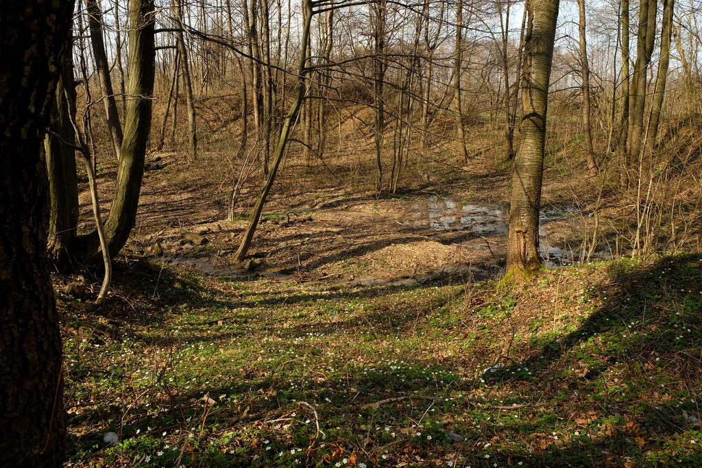 Miejsce, gdzie znajdował się mały zbiornik wodny, jednak z biegiem czasu w sposób naturalny uległ wypłyceniu i zarósł lasem.