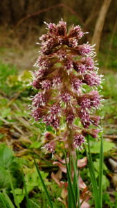 Lepiężnik różowy (Petasites hybridus)
