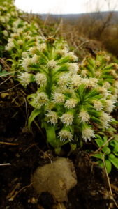 Lepiężnik biały (Petasites albus)