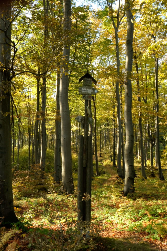 Węzeł szlaków konnych pod Jaworzynką.