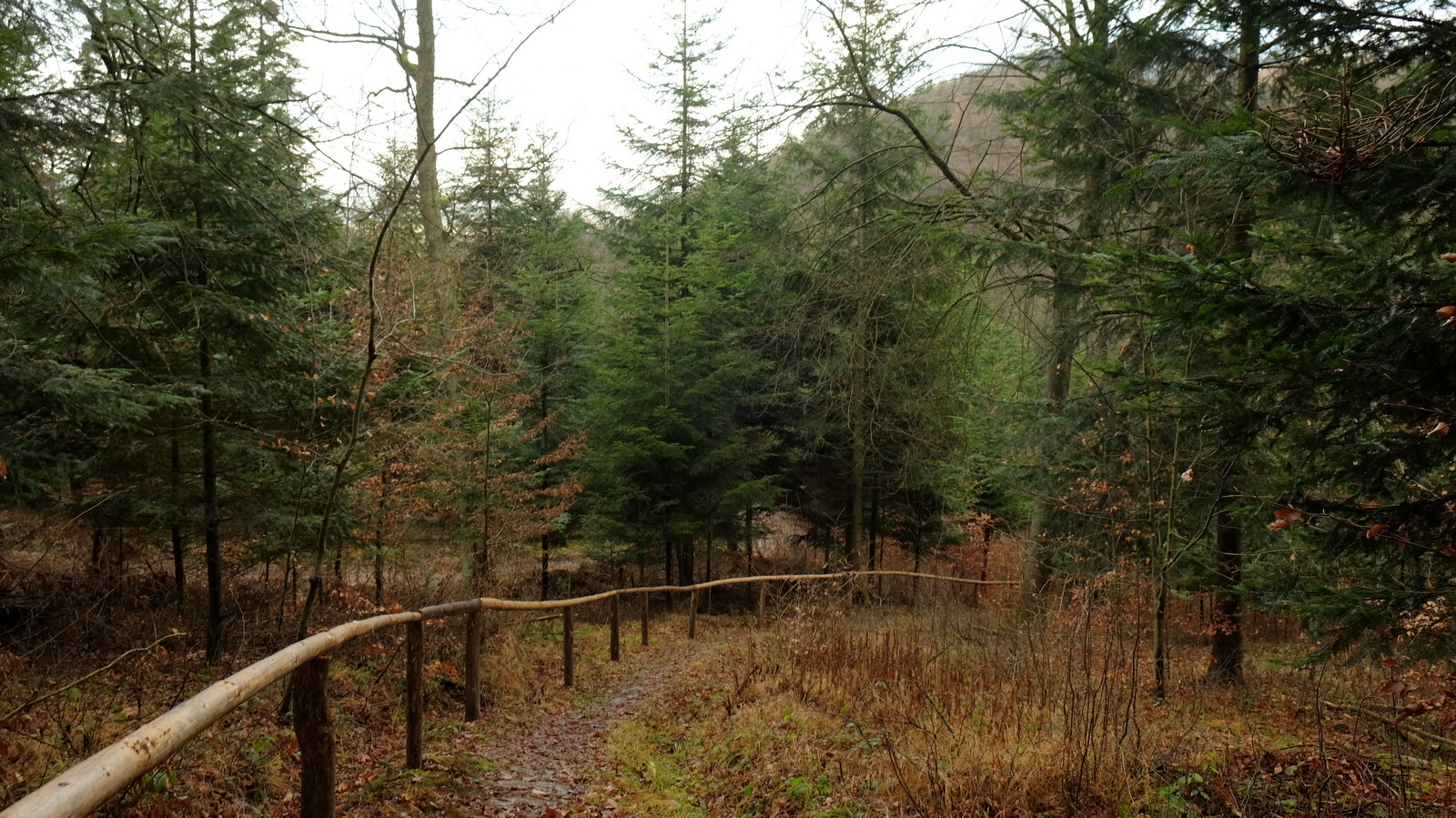 Oporęczowana ścieżka prowadząca do mogiły zbiorowej w krajowickim lesie.