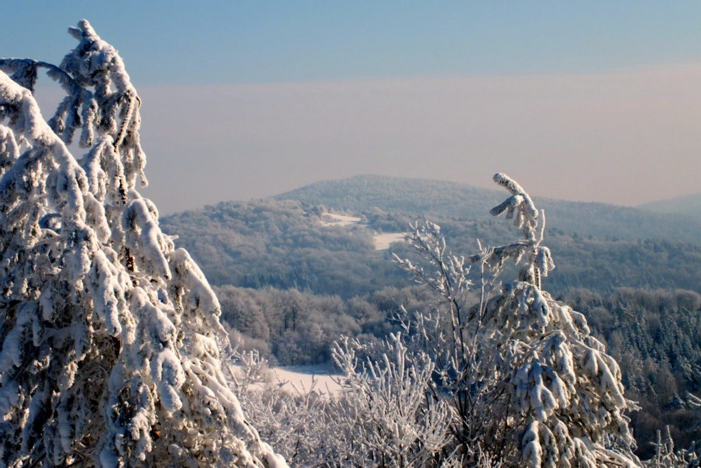 Polany podszczytowe Polany (651 m n.p.m.) i Dania (696 m n.p.m.)..