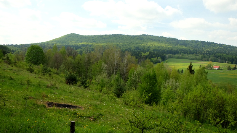 Góra, las