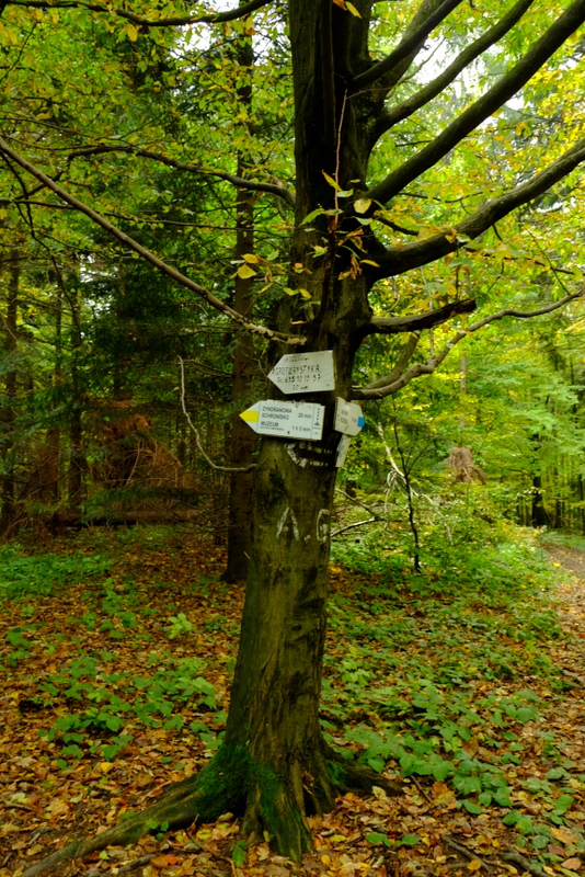 znak szlaku na drzewie.