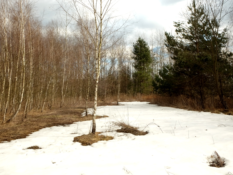 Płaty śniegu w lesie brzozowym