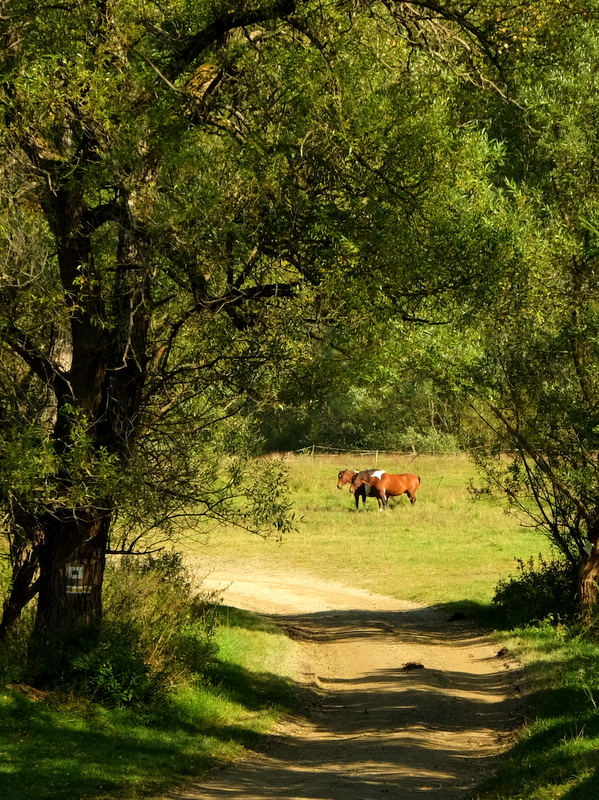 konie z Czarnego
