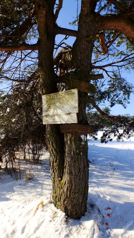 węzeł szlaków na sośnie